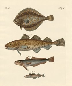 Stockfisch