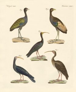 Seltsame brasilianische Vögel