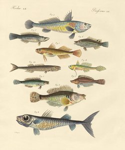 Seltsame und schöne Fische von German School