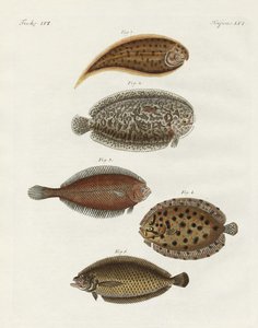 Seltsame Fische