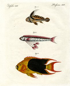 Seltsame Fische