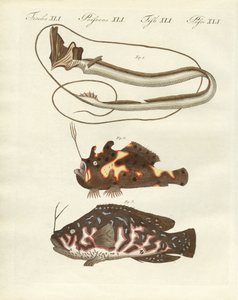 Seltsame Fische von German School