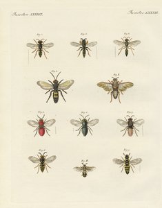 Seltsame Insekten von German School