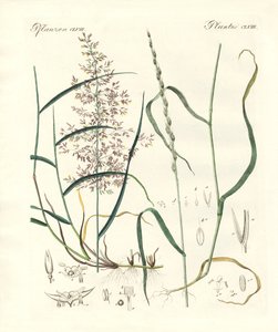 Seltsame Arten von Kräutern von German School