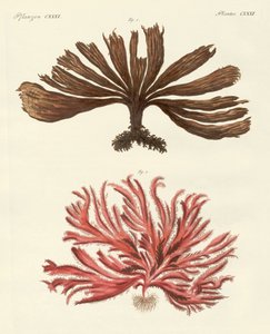 Seltsame Arten von Algen