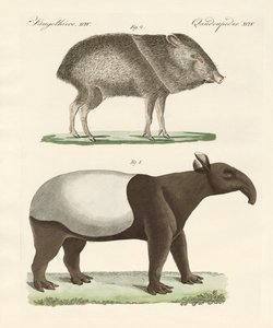 Seltsame Säugetiere von German School