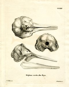 Schädel des Streifendelfins (farbige Gravur)