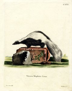 Streifenskunk von German School