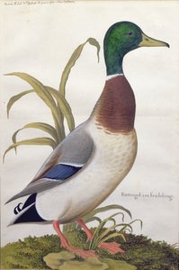 Studie einer Stockente, um 1790