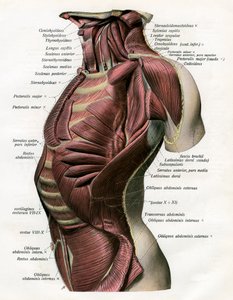 Studie der Muskeln des menschlichen Torsos und Halses von German School