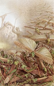 Schwarm von Wanderheuschrecken, Tafel aus Brehms Tierleben: Allgemeine Kunde des Tierreichs, Bd. 9, S. 592, veröffentlicht vom Bibliographischen Institut, 1892 von German School