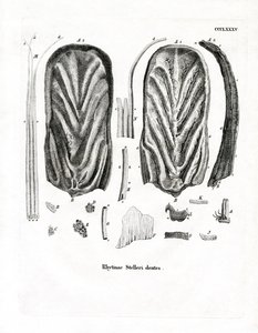Zähne der Stellerschen Seekuh von German School