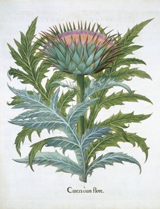 Die Kardone, aus dem Hortus Eystettensis von Basil Besler (1561-1629), veröffentlicht 1613