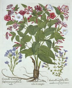 Wunder von Peru und zwei Arten von Enzian, aus Hortus Eystettensis, von Basil Besler (1561-1629), veröffentlicht 1613