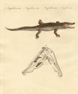 Das Krokodil von St. Domingo von German School
