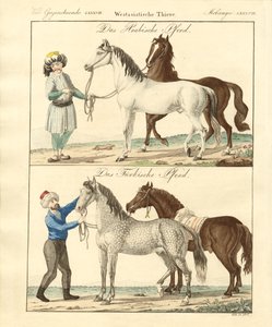 Das Pferd mit seinen verschiedenen Arten von German School