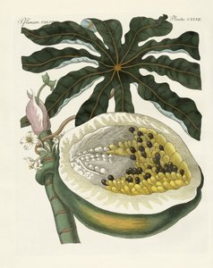 Der Melonen- oder Papayabaum