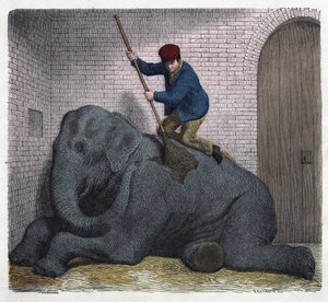 Die Morgentoilette des Elefanten Lilli. In „Wenn Jemand eine Reise tut, so kann er was erzählen“, deutsches Märchen von Franz Wiedemann. von German School