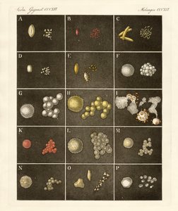 Der Pollen oder Blütenstaub der Pflanzen