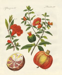 Der Granatapfel