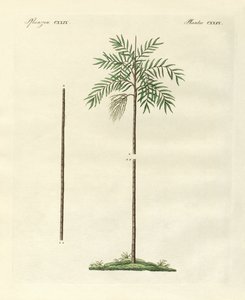 Die schlanke Palme von New Ireland von German School