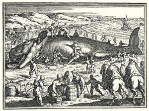 Der Wal von Antorf von German School