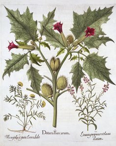 Stechapfel, Gamander und Purpur-Leinkraut, aus Hortus Eystettensis, von Basil Besler, veröffentlicht 1613