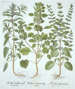 Drei Arten von Melisse, aus Hortus Eystettensis, von Basil Besler (1561-1629), veröffentlicht 1613