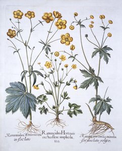 Drei Sorten Butterblume, aus Hortus Eystettensis, von Basil Besler, 1613 von German School