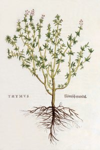 Thymus [Thymian], Illustration aus De historia stirpium commentarii insignes von Leonhard Fuchs, veröffentlicht 1542 (kolorierter Holzschnitt) von German School