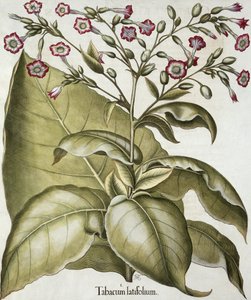 Tabakpflanze, aus dem Hortus Eystettensis von Basil Besler (1561-1629), veröffentlicht 1613