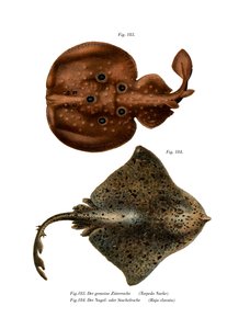 Zitterrochen
