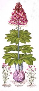 Türkenbundlilie und Dianthus, aus Hortus Eystettensis, von Basil Besler, veröffentlicht 1613