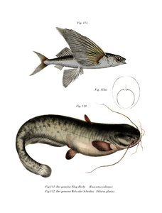 Zweiflügeliger Fliegender Fisch