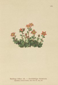 Zweiblütiger Steinbrech (Saxifraga biflora) von German School