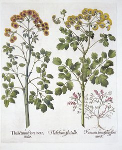 Zwei Arten von Wiesenraute und Lerchensporn, aus Hortus Eystettensis, von Basil Besler, veröffentlicht 1613 von German School