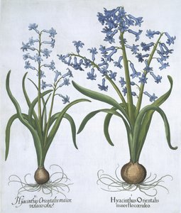 Zwei blaue Hyazinthen, aus Hortus Eystettensis, von Basil Besler, veröffentlicht 1613 von German School