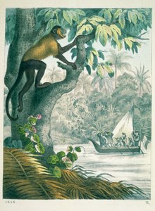 Oberläufe des Amazonas, aus Das Buch der Welt, veröffentlicht 1858 von German School