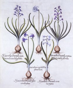 Hyazinthenarten mit Zwiebel, aus Hortus Eystettensis, von Basil Besler, veröffentlicht 1613 von German School