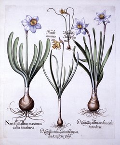Verschiedene Narzissen, aus Hortus Eystettensis, von Basil Besler, 1613 von German School