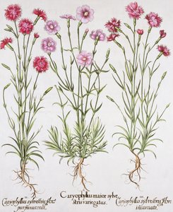 Verschiedene Sorten von Dianthus, aus dem Hortus Eystettensis von Basil Besler (1561-1629), veröffentlicht 1613 von German School