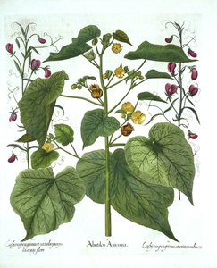Sammetblatt und Duftwicken, aus Hortus Eystettensis, von Basil Besler, veröffentlicht 1613 von German School