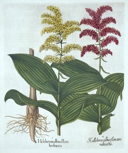 Veratrum, aus "Hortus Eystettensis" von Basil Besler von German School