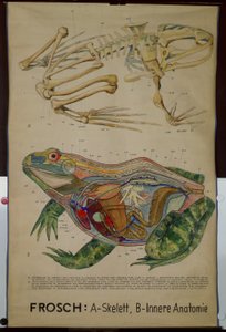 Wandtafel des Skeletts und der Anatomie eines Frosches
