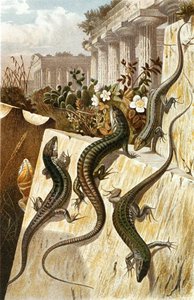 Mauereidechse, Tafel aus "Brehms Tierleben: Allgemeine Kunde des Tierreichs", Bd.7, S.151, veröffentlicht vom Bibliographischen Institut von German School