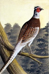 Weißer Fasan, ca. 1740