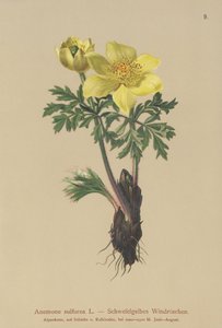 Gelbe Anemone (Anemone sulfurea, Anemone sulphurea, Pulsatilla alpina) von German School