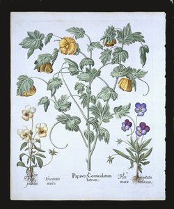 Gelber Hornmohn, aus dem Hortus Eystettensis von Basil Besler (1561-1629), veröffentlicht 1613