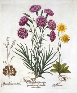i. Nelke, Dianthus, ii. Arnika & iii. Rundblättriger Sonnentau, aus Hortus Eystettensis, von Basil Besler, veröffentlicht 1613