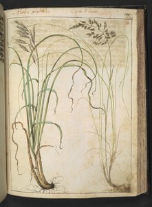 Eine Heilpflanze, aus "Gemälde der Flora der römischen Staaten" von Gherardo Cibo